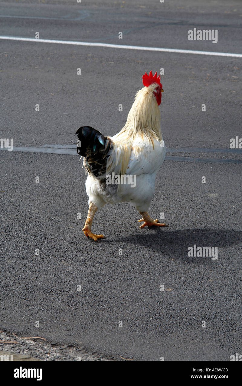 Learn about chicken road nederland